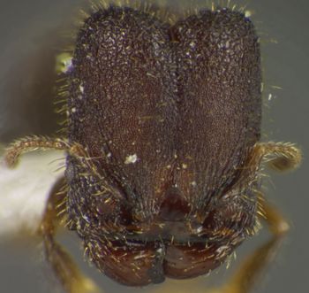 Media type: image;   Entomology 34146 Aspect: head frontal view